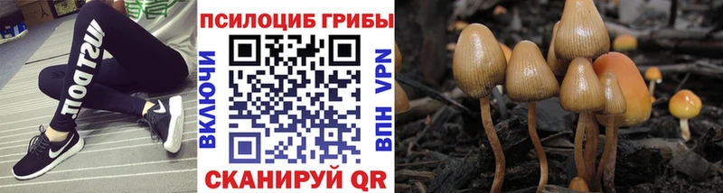 Псилоцибиновые грибы Psilocybine cubensis  Тында 